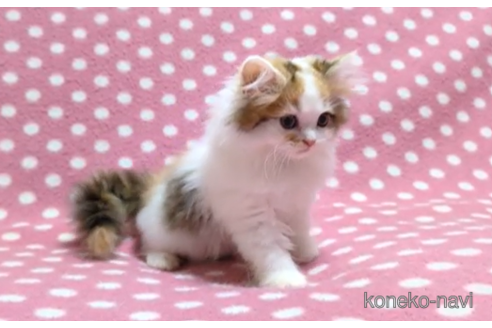 成約済の愛知県のミヌエット-98806の5枚目